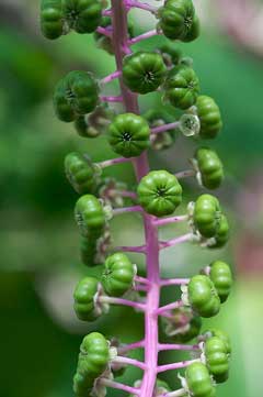 Phytolacca esculenta 