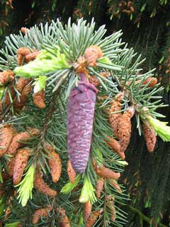 Picea breweriana Weeping Spruce, Brewer spruce Picea breweriana Weeping Spruce, Brewer spruce