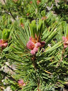 Pinus albicaulis White-Bark Pine Pinus albicaulis White-Bark Pine