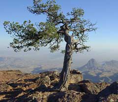 Pinus cembroides Mexican Pine Nut, Pinyon Pine Pinus cembroides Mexican Pine Nut, Pinyon Pine