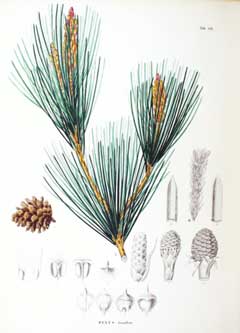 Pinus densiflora Japanese Red Pine Pinus densiflora Japanese Red Pine