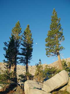 Pinus jeffreyi Jeffrey Pine