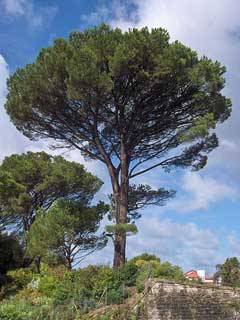 Pinus pinea Italian Stone Pine Pinus pinea Italian Stone Pine