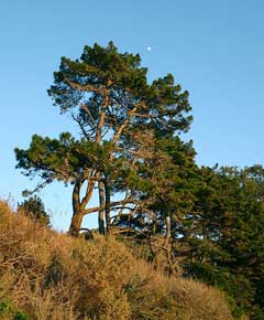 Pinus radiata Monterey Pine Pinus radiata Monterey Pine