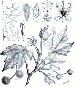 Platanus occidentalis Buttonwood, American sycamore, American Planetree, Sycamore, American Sycamore Platanus occidentalis Buttonwood, American sycamore, American Planetree, Sycamore, American Sycamore