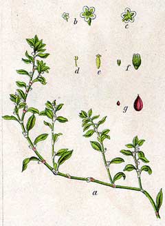 Polygonum aviculare Knotweed, Prostrate knotweed Polygonum aviculare Knotweed, Prostrate knotweed