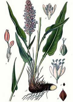 Polygonum bistorta Bistort, Meadow bistort, Snakeweed