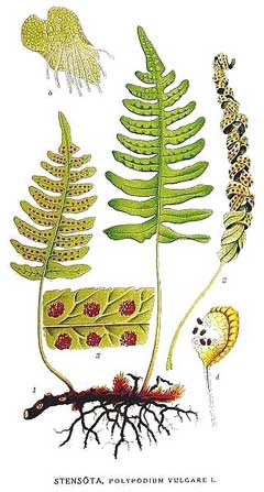 Polypodium vulgare Polypody, Adders Fern, Golden Maidenhair Fern, Wall Fern, Common Polypod Fern Polypodium vulgare Polypody, Adders Fern, Golden Maidenhair Fern, Wall Fern, Common Polypod Fern