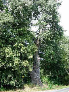 Populus alba White Poplar