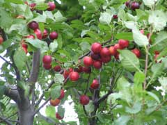 Prunus cerasifera Cherry Plum, Myrobalan Plum, Newport Cherry Plum, Pissard Plum Prunus cerasifera Cherry Plum, Myrobalan Plum, Newport Cherry Plum, Pissard Plum