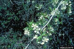 Prunus pensylvanica Pin Cherry Prunus pensylvanica Pin Cherry