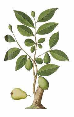 Psidium guajava Guava, Tropical Guava, Goiaba, Araçá-goiaba