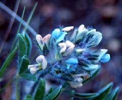 Psoralea esculenta Breadroot, Large Indian breadroot Psoralea esculenta Breadroot, Large Indian breadroot