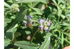 Psoralea lanceolata Lemon scurfpea Psoralea lanceolata Lemon scurfpea