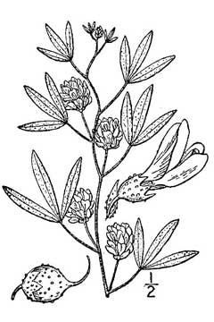 Psoralea lanceolata Lemon scurfpea Psoralea lanceolata Lemon scurfpea