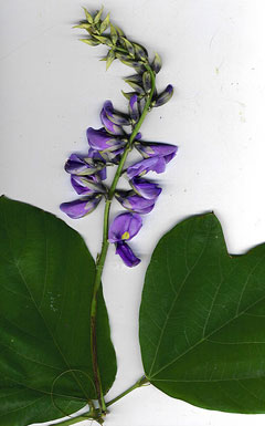 Pueraria montana lobata Kudzu Vine Pueraria montana lobata Kudzu Vine
