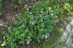 Pulmonaria saccharata Jerusalem Sage, Bethlehem lungwort, Lungwort