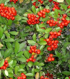 Pyracantha coccinea Firethorn, Scarlet firethorn, Pyracantha, Firethorn Pyracantha coccinea Firethorn, Scarlet firethorn, Pyracantha, Firethorn