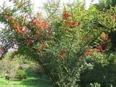 Pyracantha coccinea Firethorn, Scarlet firethorn, Pyracantha, Firethorn Pyracantha coccinea Firethorn, Scarlet firethorn, Pyracantha, Firethorn