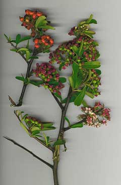 Pyracantha koidzumii Formosa firethorn Pyracantha koidzumii Formosa firethorn