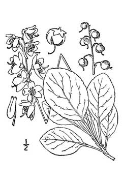 Pyrola elliptica Waxflower Shinleaf Pyrola elliptica Waxflower Shinleaf