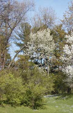 Pyrus faurei 