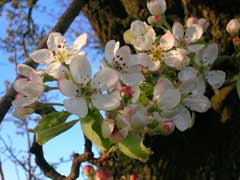 Pyrus pyraster 