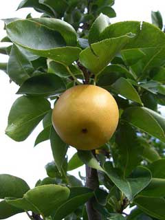Pyrus pyrifolia Sand Pear, Chinese pear Pyrus pyrifolia Sand Pear, Chinese pear
