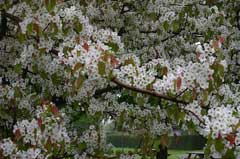Pyrus ussuriensis Harbin Pear, Chinese pear, Ussurian Pear Pyrus ussuriensis Harbin Pear, Chinese pear, Ussurian Pear