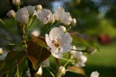 Pyrus ussuriensis Harbin Pear, Chinese pear, Ussurian Pear Pyrus ussuriensis Harbin Pear, Chinese pear, Ussurian Pear