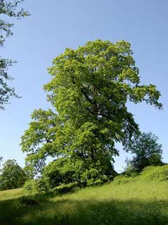 Quercus cerris Turkey Oak, European turkey oak Quercus cerris Turkey Oak, European turkey oak
