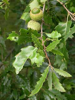 Quercus libani Lebanon Oak Quercus libani Lebanon Oak