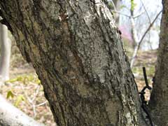 Quercus mongolica grosseserrata Quercus mongolica grosseserrata