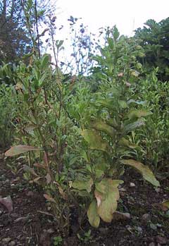 Reseda odorata Mignonette, Garden mignonette Reseda odorata Mignonette, Garden mignonette