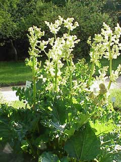 Rheum officinale Chinese Rhubarb Rheum officinale Chinese Rhubarb