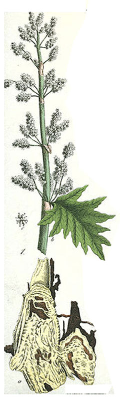Rheum palmatum Turkey Rhubarb, Chinese Rhubarb - Da Huang, Chinese rhubarb