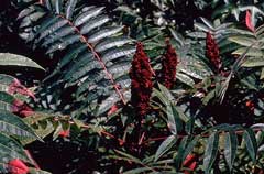 Rhus glabra Smooth Sumach