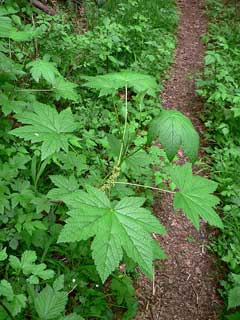 Ribes bracteosum Stink Currant Ribes bracteosum Stink Currant
