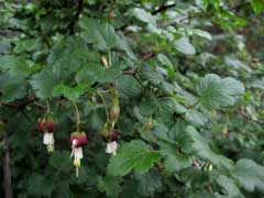 Ribes californicum Hillside Gooseberry Ribes californicum Hillside Gooseberry
