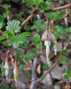 Ribes californicum Hillside Gooseberry Ribes californicum Hillside Gooseberry