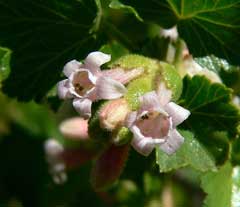 Ribes cereum Wax Currant Ribes cereum Wax Currant