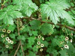 Ribes lacustre Prickly Blackcurrant, Prickly currant Ribes lacustre Prickly Blackcurrant, Prickly currant