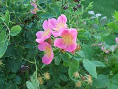 Rosa arkansana Low Prairie Rose Rosa arkansana Low Prairie Rose