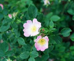 Rosa blanda Labrador Rose, Smooth rose, Hispid rose Rosa blanda Labrador Rose, Smooth rose, Hispid rose