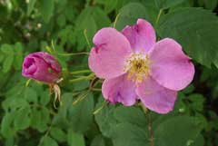 Rosa blanda Labrador Rose, Smooth rose, Hispid rose Rosa blanda Labrador Rose, Smooth rose, Hispid rose