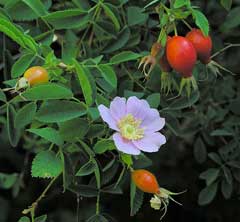 Rosa californica California Wild Rose Rosa californica California Wild Rose