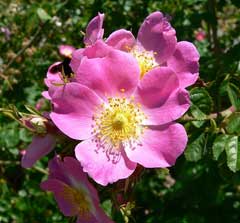 Rosa rubiginosa Sweet Briar, Sweetbriar rose Rosa rubiginosa Sweet Briar, Sweetbriar rose