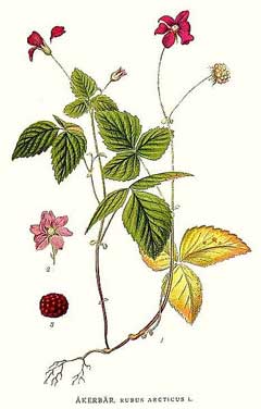 Rubus arcticus Arctic Bramble, Arctic raspberry, Dwarf raspberry Rubus arcticus Arctic Bramble, Arctic raspberry, Dwarf raspberry
