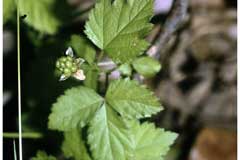 Rubus flagellaris Northern Dewberry Rubus flagellaris Northern Dewberry