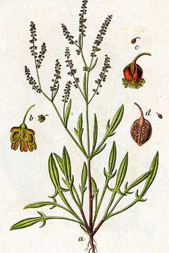 Rumex acetosella Sheeps Sorrel, Common sheep sorrel Rumex acetosella Sheeps Sorrel, Common sheep sorrel
